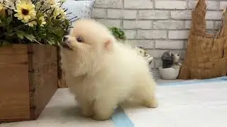 Teacup Pomeranian - Kenobi