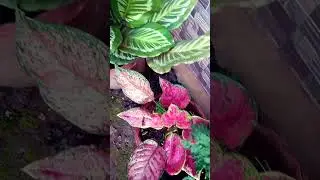 #botanicalbeauty #gardenbeauty #flowergarden #garden #plantcare #gardenglory #beautifulplants #leafy