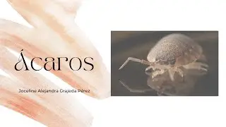 ¿Qué son los ácaros?