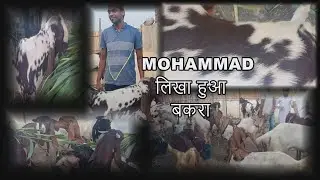 #Bakra #Muhammad  मोहम्मद लिखा हुआ बकरा