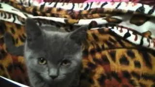Британский кот играет. Улыбнуло :)