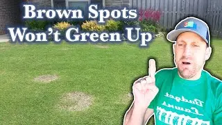 Brown Patches on Bermudagrass Lawn in Spring // Dead Spots in Lawn Won't Turn Green & Grow // Fungus