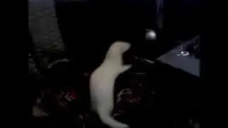 Хорек альбинос