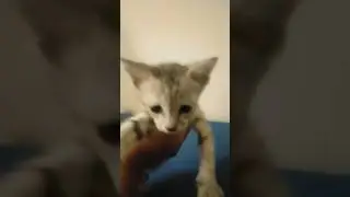 Rescuing new cat #kitten #cat #catlover #catshorts