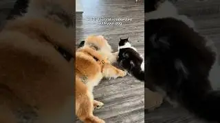 Cat Tries To Be Friends With Dog