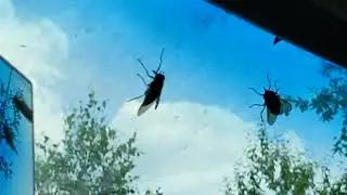 Овод 1. Насекомые приморской тайги.