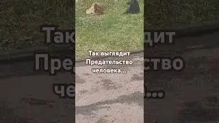 Мы в ответе за тех,кого приручили…