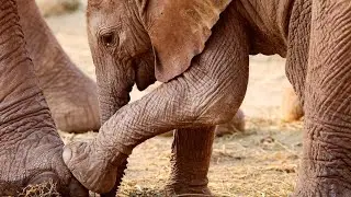 Kalama's First Wild-Born Baby, Precious Kapuki | Sheldrick Wildlife Trust
