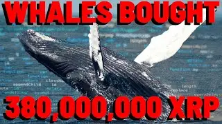XRP WHALES BUY 380 MILLION IN 10 DAYS