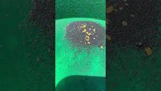 One pan of GOLD!