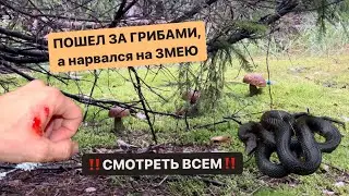 ПОШЁЛ В ЛЕС ЗА ГРИБАМИ, а нарвался на ЗМЕЮ
