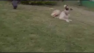 Dog Ball