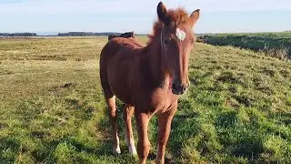 ЛОШАДИ🐎ЖЕРЕБЧИК БРАСЛЕТ ОТ БАСТИОНА НА ПРОДАЖУ💪💥💣