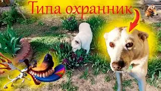 Собака охранник или, обход территории по собачьи!