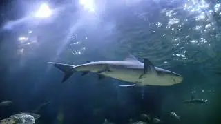 Low Angle Shot of a shark in an Aquarium #shorts