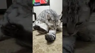Кот обманщик 