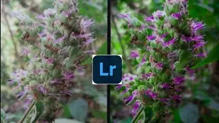 natural photo editing colour Lightroom #dhimanbrother #youtubeshorts #lightroom