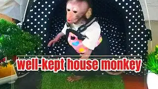 well-kept house monkey 