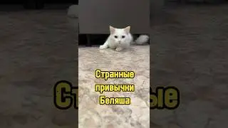 Странные привычки Беляша 😸 