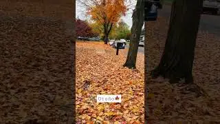 En algún lugar de US!🇺🇸#shortvideo #otoño 🍂
