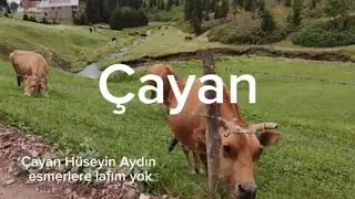 Çayan Hüseyin Aydın- esmerlere lafım yok