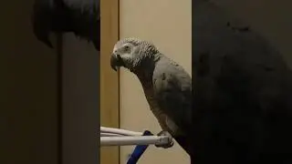 Попугай Гоша