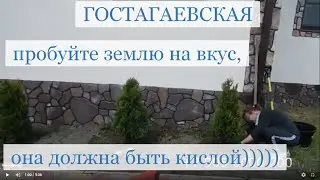 Высадили туи, уголок практически закончен.