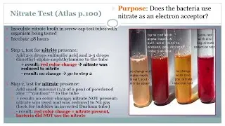 Nitrate Test - Microbiology Class - Podcast (CC)