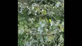 Последствие Hurricane Helene