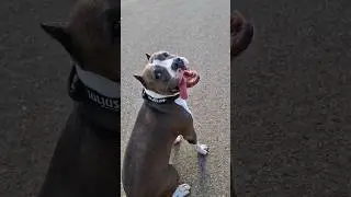 Амстафф Локи 3 года | 1 2 3 | Стаффорд | Amstaff Loki