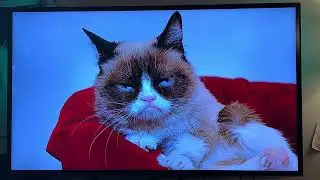 Grumpy Cat on Jeopardy!