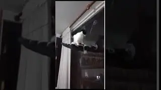 komik videolar
