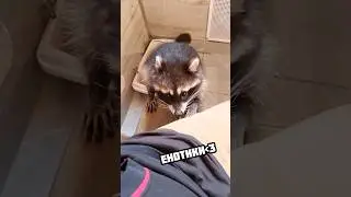 Енотики - милые и любопытные #енотик #енот #животные