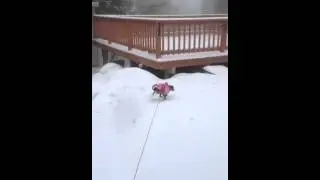 Dog wants in out of snow