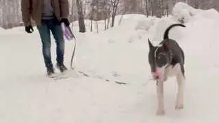 Макс на прогулке 2015.01.08 p6 00627