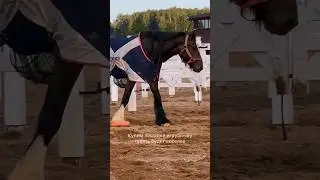 Стильный, модный #лошади