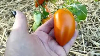 Первый обзор томатов из маленькой теплицы .
