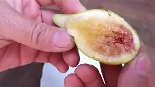 Огромный 