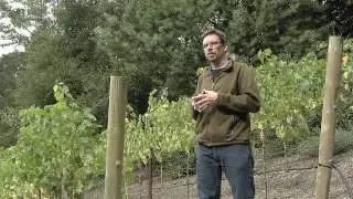 Hillside Landscaping Ideas - Home Vineyard