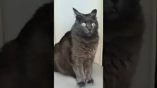 Бедная котейка | Poor kitty
