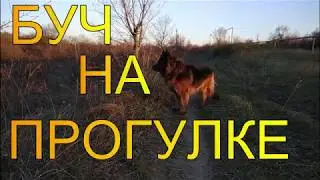 Буч на прогулке.