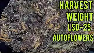 FASTBUDS LSD-25 AUTOFLOWER HARVEST WEIGHT, Q7 LED GROW LIGHT