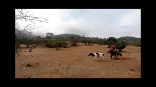 Laceadores de cerro #47