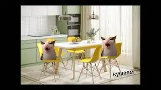 котики плюс новые футажи. делится ими с вами?