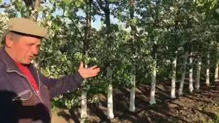 Planting an intensive cherry orchard - Matsenko Nursery