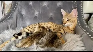 F2 Savannah Kittens - 1 Month Old - Luxury Savannahs