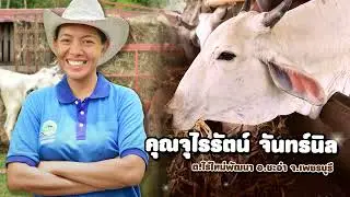 ไม่เขา ไม่เผา เราทำได้ EP3 เทคนิคง่ายๆ ใช้ซังข้าวโพดไปเลี้ยงสัตว์ แทนการเผา ลดรายจ่าย ได้ประโยชน์