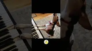 This dog plays piano and SINGS! 🤯