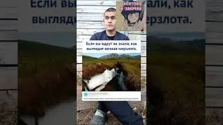 мэм