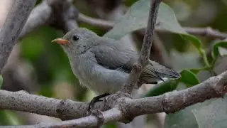 Tickell's flowerpecker : India's smallest bird